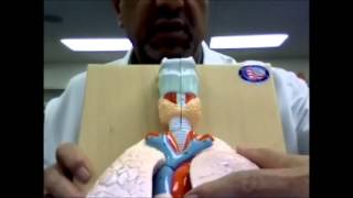 Respiratory System B anatomical models and cadaver [upl. by Patrizio773]