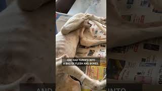 Severe Jaundice Was Killing Pogo animalwelfare doglover helpdogrescues [upl. by Nnylassej501]