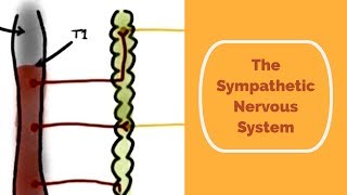 The Sympathetic Nervous System [upl. by Zelde]