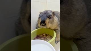 Adorable Pet Marmot Feeding Time cute marmot cutepets cuteanimals marmotta animals marmota [upl. by Hermann227]