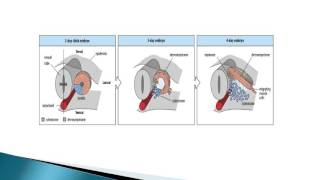 EMBRYOLOGIE Quatrième semaine du développement embryonnaire DR LAOUCHE [upl. by Odelle143]