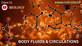 CBSE Class 11  Biology  Body Fluids and Circulations  Animation  in English [upl. by Eetsud]