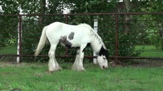 Gypsy Cob Filly for Sale  North Fork Beauty [upl. by Landing]