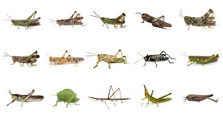 🦗 Learn Grasshopper Types in English Types of Grasshoppers English Names of Grasshopper Species🦗🦗🦗 [upl. by Chavaree746]