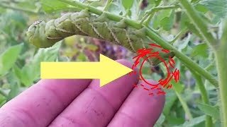 Tobacco HORNWORM STING WILL IT STING [upl. by Niabi]