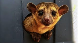 Couple Keep Mischievous Kinkajou As Pet  CUTE AS FLUFF [upl. by Teerprug542]