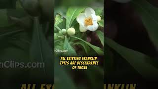 Franklin Tree rareplants endangeredspecies flowers flower [upl. by Aicul745]