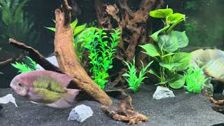 75 gallon Cichlid community starring Meg my JD [upl. by Aneekat470]