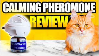 Feliway Cat Calming Pheromone  Does It Really Work [upl. by Emmey]