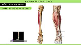 RESUMO MÚSCULOS DA PERNA anatomy anatomiaclinica anatomia enfermagem fisioterapeuta medico [upl. by Fitzpatrick]