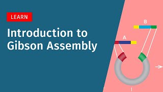 Introduction to Gibson Assembly [upl. by Yadrahc]