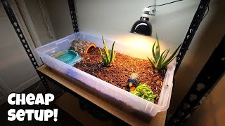 NEW TORTOISE SETUP for UNDER 100 [upl. by Adnilreb]