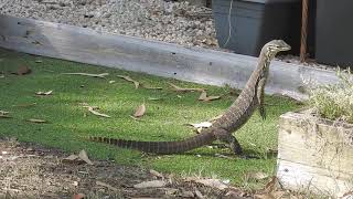 Goanna or Sand Monitor Toogoom Qld [upl. by Hazelton]