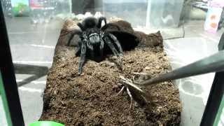 Tarantula feeding video 3 [upl. by Edgardo]