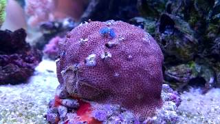 Porites amp Christmas Tree Worms [upl. by Nalim169]