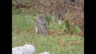 Un épervier tente dattraper un écureuil au Jardin botanique de Montréal  28 novembre 2023 [upl. by Tandie]