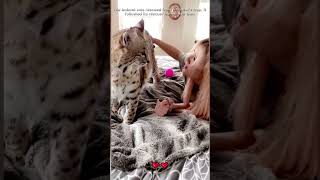 rescued the trapped bobcat which it had followed home and then bobcat loveanimals shorts [upl. by Anelram]