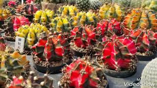 gymnocalycium mihanovichii [upl. by Wyon]