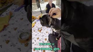 Poochie needs rescue  rescuefrenchies frenchbulldog [upl. by Norga]