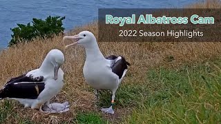 2022 Royal Albatross Cam Highlights  DOC  Cornell Lab [upl. by Alhak]