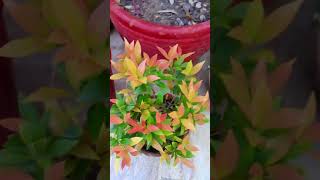 76 How to grow Eugenia plant and its care [upl. by Nuhsyar]