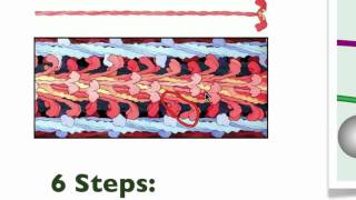 043 The details of Muscle Contraction [upl. by Akenahs]