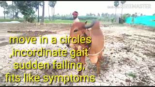 HOW VET SAVED CIRCLING COW surra treated and saved lifetrypanosomiasis [upl. by Neleh610]