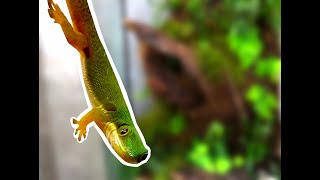 Making of Peacock day gecko setup Phelsuma quadriocellata enclosure [upl. by Billat195]