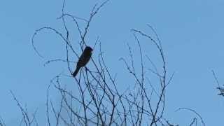 Blue Grosbeak female vocalizations [upl. by Anilok]