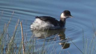 BlackNecked Grebe [upl. by Rahmann628]