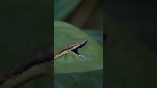 Cahuita National Park Costa RicaCanada➡️ Argentina wildanimals costarica panamericana nature [upl. by Noedig]