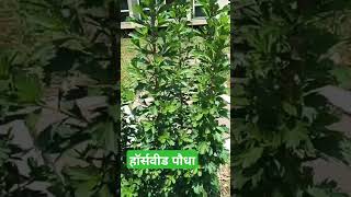 Horseweed small plant of beats fruit remix nature motivation music shorts newsupdate aajta [upl. by Alric22]