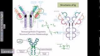 Antibody structure [upl. by Tnecnev]