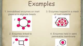 A level S5 Immobilisation of enzymes Ms Cooper [upl. by Monagan]