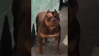 Malbec is the best XL on the planet bullybreed bullynation shortsvideo viralshort youtube [upl. by Vastha185]