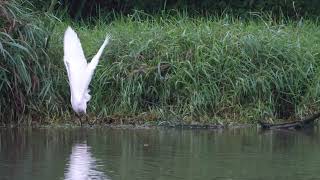 Great Egret [upl. by Enrichetta]