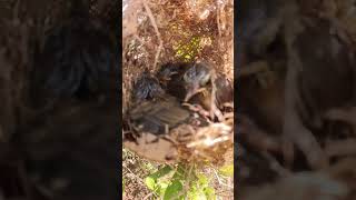 Baby Bird Golden Crowned Sparrow EP01156 Egg citing Ornithology Nature Biodiversity Eggcepti [upl. by Shina489]