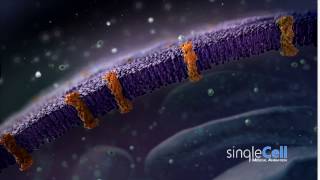 Membrane Animation  Single Cell Animation [upl. by Artair516]