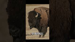 Filming Buffalo from a Filmmakers Point of View  Bring Them Home Documentary [upl. by Lavelle]