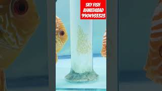 skyfish aquaworldfishtank aquariumdiscusfishtank fish livefishdiscusfish gujarat ahmedabad [upl. by Nerrak]