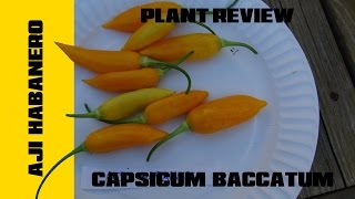 ⟹ Aji Habanero Pepper  Capsicum baccatum [upl. by Onavlis]