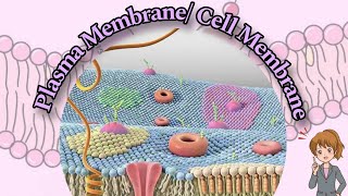 Plasma Membrane Cell Membranes  Detail explanation  Fluid Mosaic Model [upl. by Onitsuj]