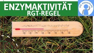 Beeinflussung der Enzymaktivität amp RGTRegel amp phWert einfach erklärt  Stoffwechselbiologie [upl. by Kreg]