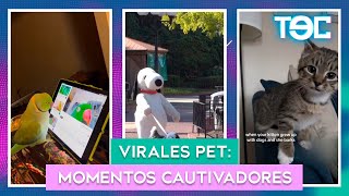 VIRALES PET MOMENTOS CAUTIVADORES [upl. by Derraj]