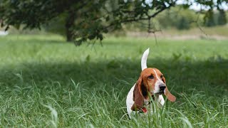 Basset Hound Behavior Problems and Solutions [upl. by Bushweller]