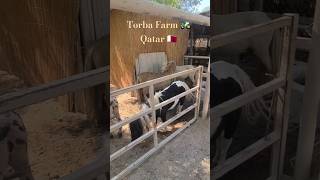 Torba Farm 🚜 Qatar 😍 [upl. by Holden]