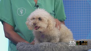 PET EXPERT Viewer Asks Questions About Chipoo With Multiple Symptoms [upl. by Desdamonna]