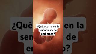 🤔 ¿Qué ocurre en la semana 25 de embarazo 🤰 Síntomas y desarrollo del bebé [upl. by Ellenuahs31]