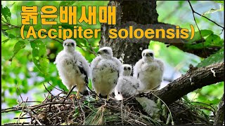 붉은배새매Accipiter soloensis [upl. by Nadaha]