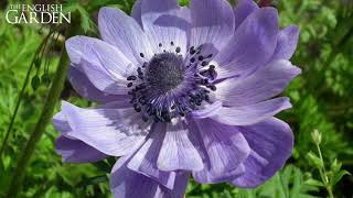 Great British Flowers week  Anemones [upl. by Ailicec68]